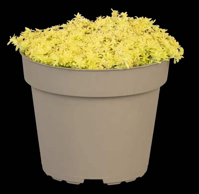 sedum acre 'aureum' P9 - afbeelding 1
