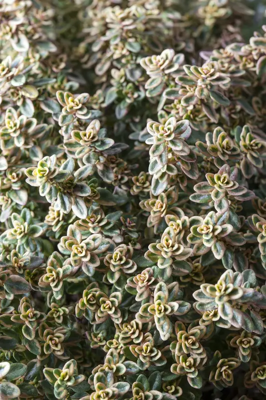 thymus citr. 'aureus' P9 - afbeelding 5
