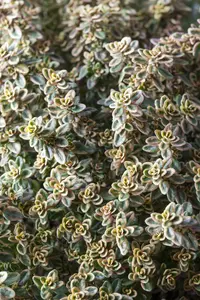 thymus citr. 'aureus' P9 - afbeelding 5