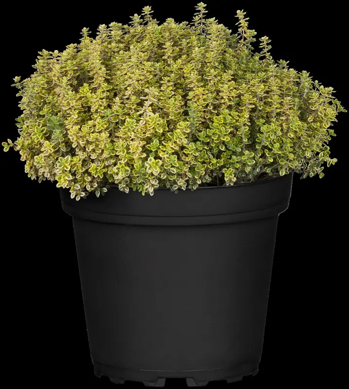 thymus citriodorus aureus P10.5 - afbeelding 2