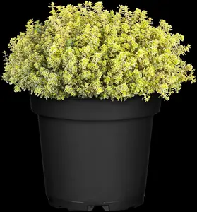 thymus citriodorus aureus P10.5 - afbeelding 4