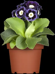 primula auricula ( lutea) P9 - afbeelding 5