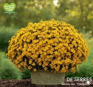 Aurinia saxatilis 'Compacta' P9