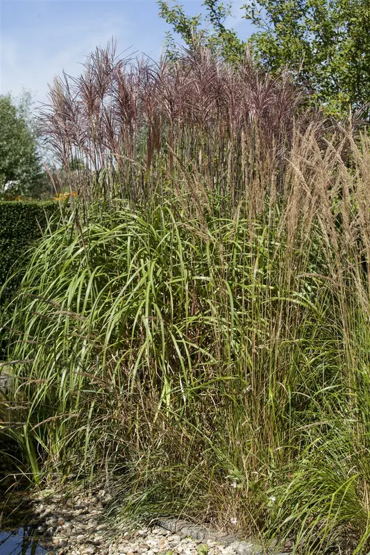 phragmites australis P9 - afbeelding 3