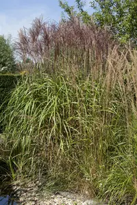 phragmites australis P9 - afbeelding 3