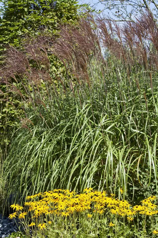 phragmites australis P9 - afbeelding 4