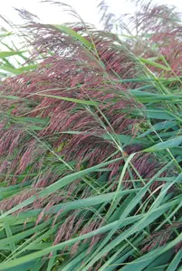 phragmites australis P9 - afbeelding 5
