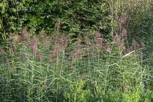 phragmites australis P9 - afbeelding 2