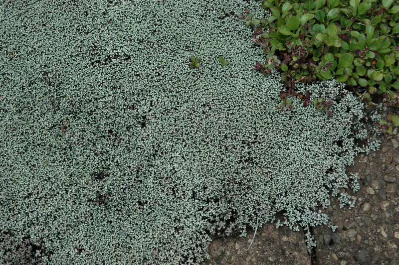 raoulia australis P9