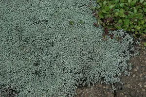 raoulia australis P9