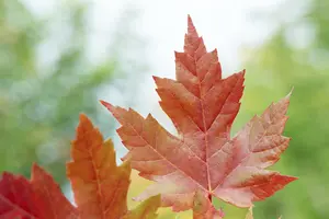 acer freem. 'autumn blaze' ( 'jeffersred') 14/16 C - afbeelding 4