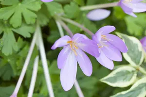 colchicum autumnale P9 - afbeelding 5