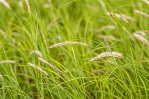 autumnalis - afbeelding 4