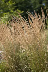 calamagrostis acut. 'avalanche' P9 - afbeelding 4