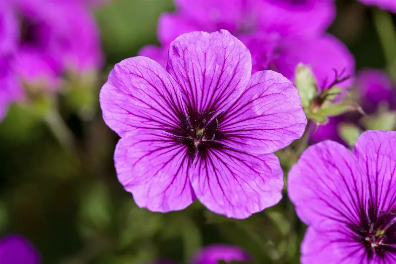 geranium sang. 'aviemore' P9 - afbeelding 2
