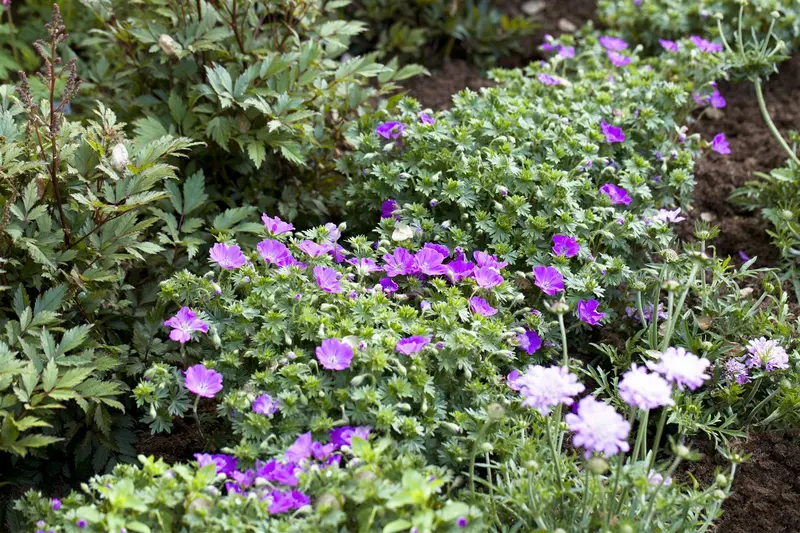geranium sang. 'aviemore' P9 - afbeelding 3