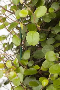 muehlenbeckia axillaris ( complexa) P9 - afbeelding 3