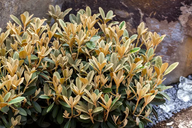 Azalea jap. in soorten - en var 60- 80 C15 - afbeelding 2