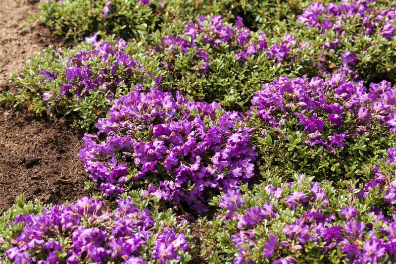 Azalea jap. in soorten - en var 60- 80 C15 - afbeelding 3