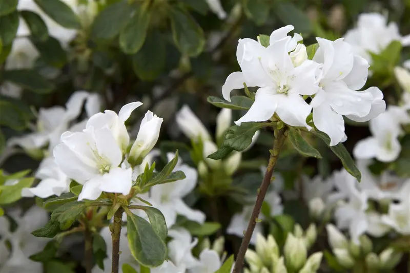 Azalea jap. in soorten - en var 60- 80 C15 - afbeelding 4
