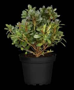 Azalea jap. paars - pourpre 30- 40   C3 - afbeelding 5