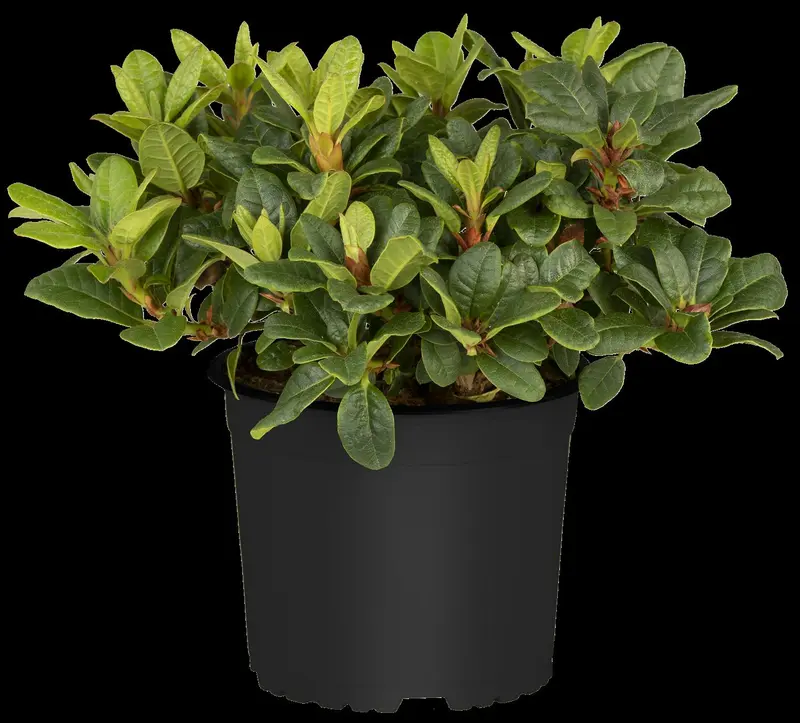 Azalea jap. paars - pourpre 30- 40   C3 - afbeelding 4