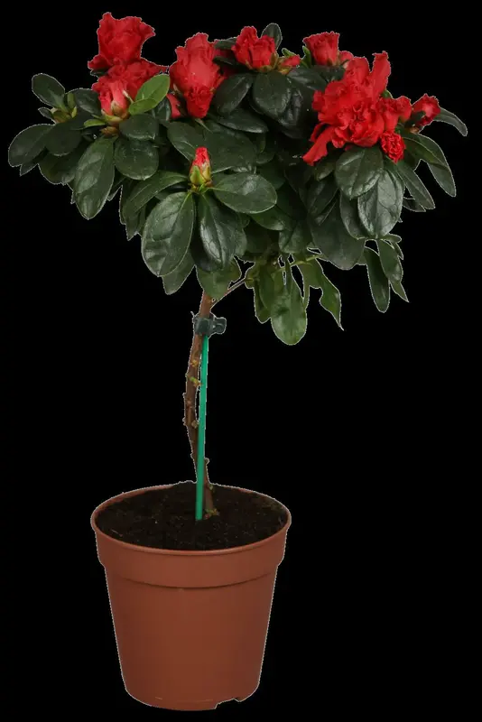 Azalea jap. paars - pourpre 50- 60   C10 - afbeelding 3