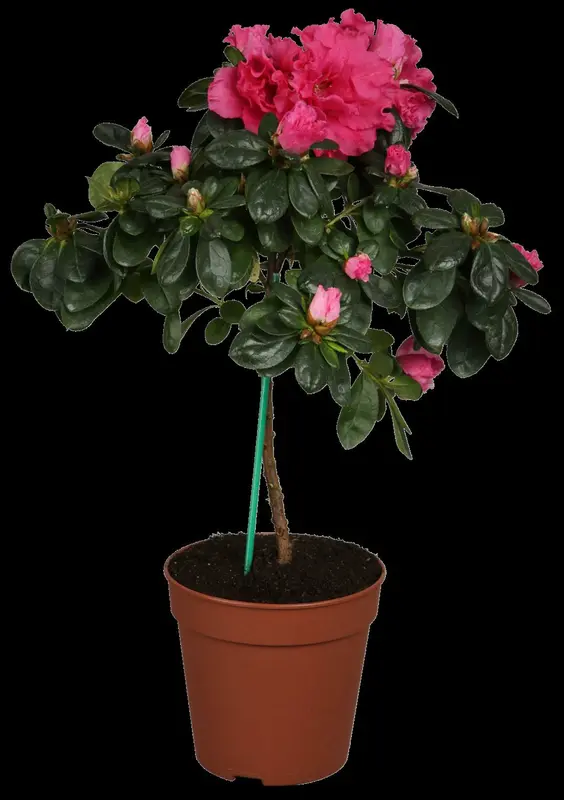 Azalea jap. paars - pourpre 50- 60   C10 - afbeelding 4