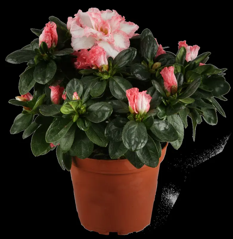 Azalea jap. paars - pourpre 50- 60   C10 - afbeelding 2