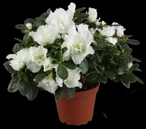 Azalea jap. paars - pourpre 50- 60   C10 - afbeelding 1