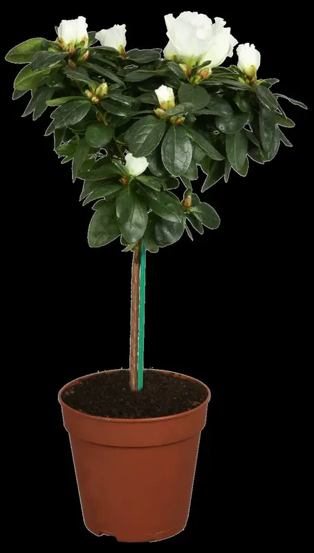 Azalea jap. paars - pourpre 50- 60   C10 - afbeelding 5