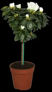 Azalea jap. paars - pourpre 50- 60   C10 - afbeelding 5