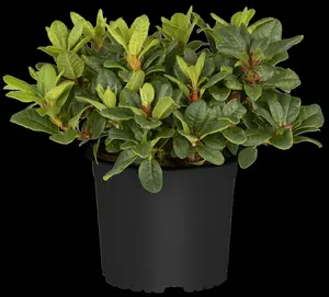 Azalea jap. rood - rouge 50- 60   C10 - afbeelding 4