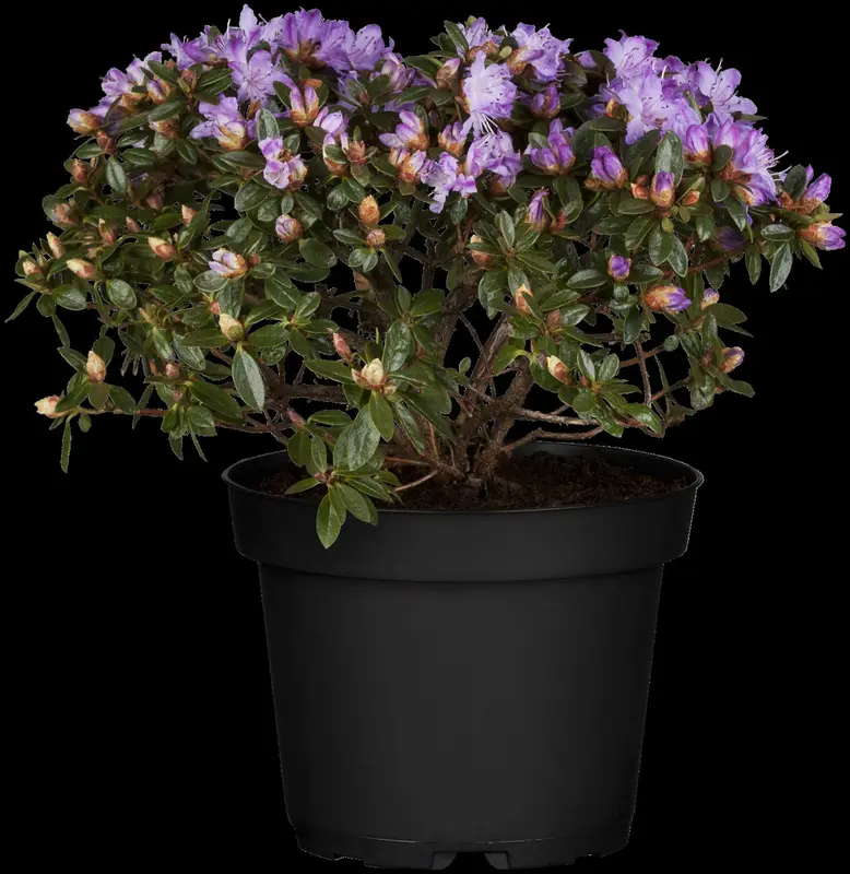 Azalea jap. wit - blanc 50- 60   C10 - afbeelding 2