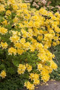 Azalea knaphill geel - jaune 40- 50   C3 - afbeelding 3