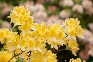 Azalea knaphill geel - jaune 40- 50   C3 - afbeelding 1
