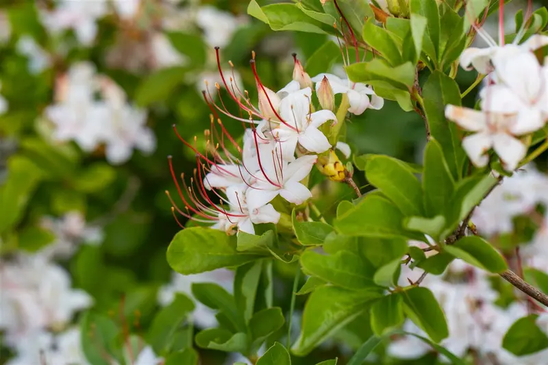 Azalea knaphill in soorten - en var 100-120   C25 - afbeelding 1