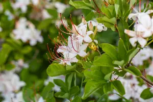 Azalea knaphill in soorten - en var 100-120   C25