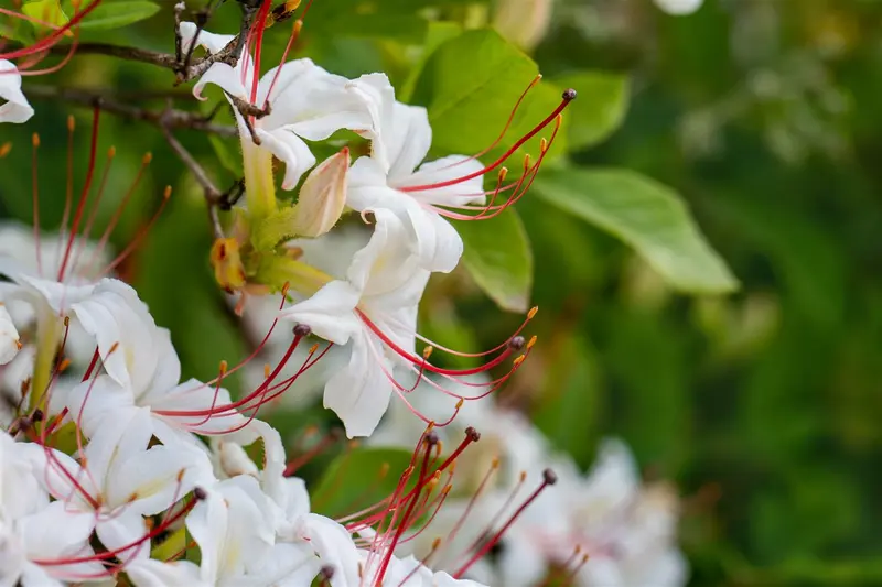 Azalea knaphill in soorten - en var 100-120   C25 - afbeelding 2