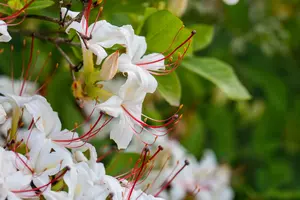 Azalea knaphill in soorten - en var 100-120   C25 - afbeelding 2