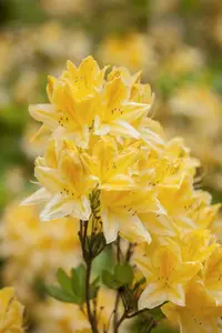 Azalea knaphill wit - blanc 40- 50   C3 - afbeelding 2