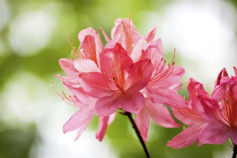 Azalea knaphill wit - blanc 40- 50   C3 - afbeelding 4