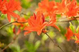 Azalea mollis oranje - orange 40- 50   C3