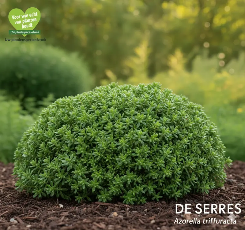 Azorella trifurcata P9