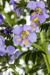 polemonium caeruleum azuro P10.5