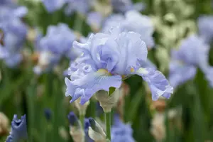 iris (germ.) 'babbling brook' P9