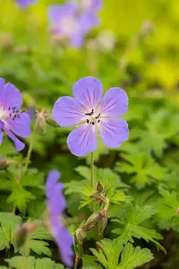 geranium himal. 'baby blue' P9 - afbeelding 4