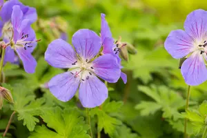 geranium himal. 'baby blue' P9 - afbeelding 2