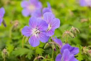 geranium himal. 'baby blue' P9 - afbeelding 3