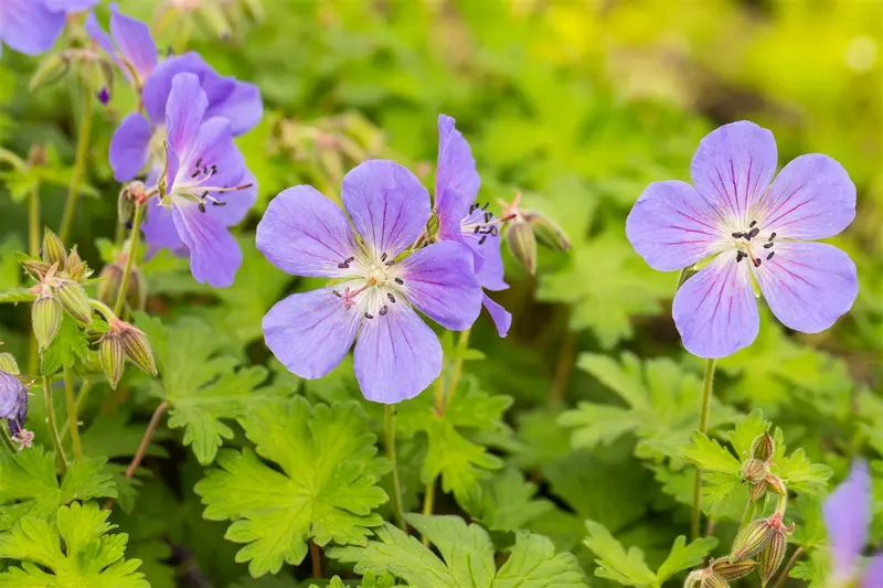 geranium himal. 'baby blue' P9 - afbeelding 4